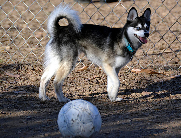 Alaskan_Klee_Kai_15