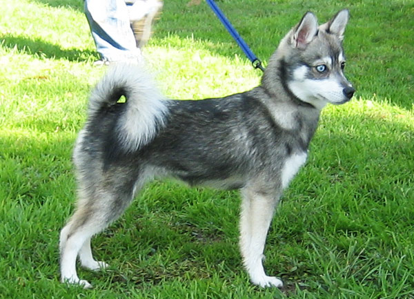 Alaskan_Klee_Kai_3