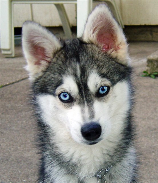 Alaskan_Klee_Kai_4