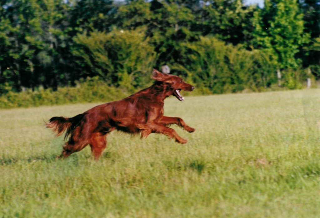 irlandskij-setter-foto18