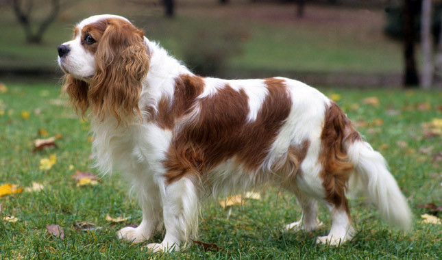 king-charlz-spaniel-foto11