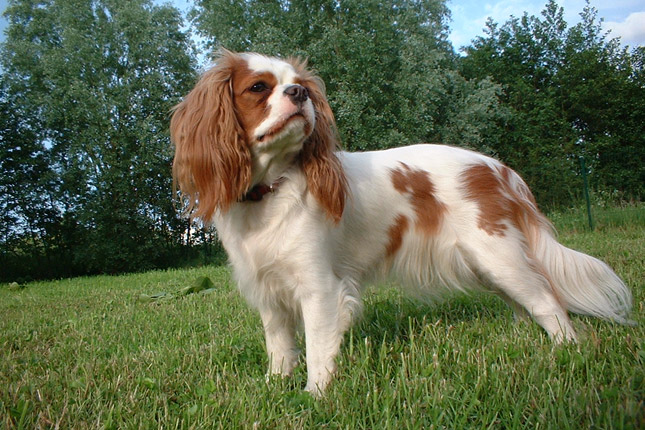 king-charlz-spaniel-foto12