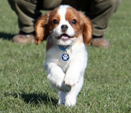 king-charlz-spaniel-foto15