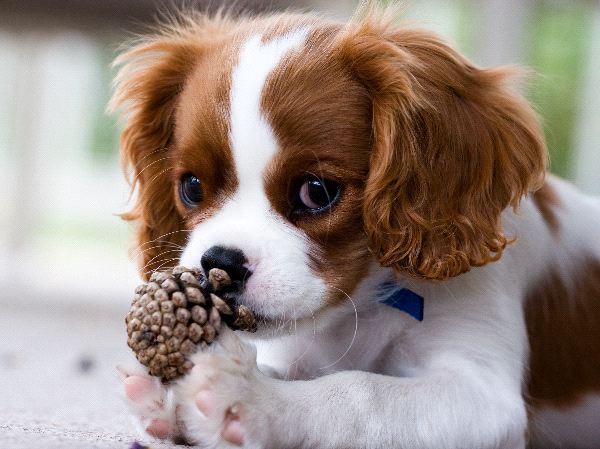 king-charlz-spaniel-foto5