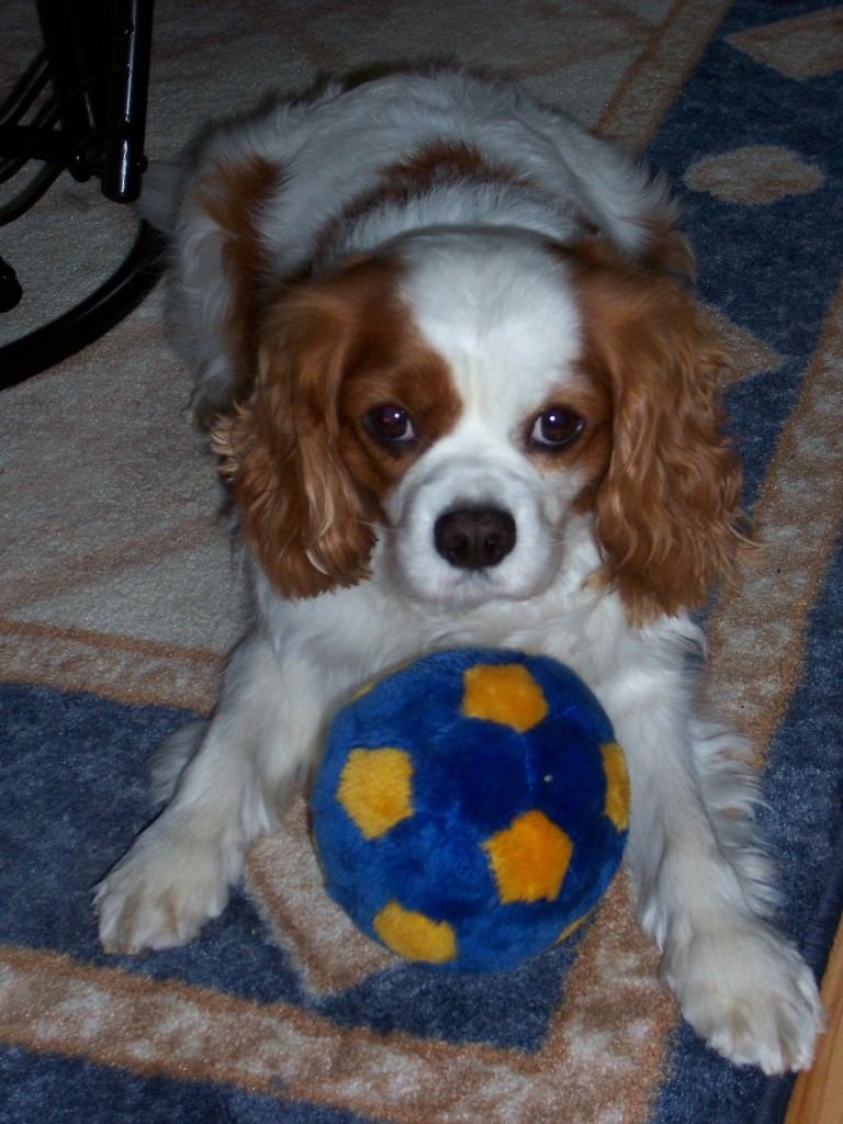 king-charlz-spaniel-foto6