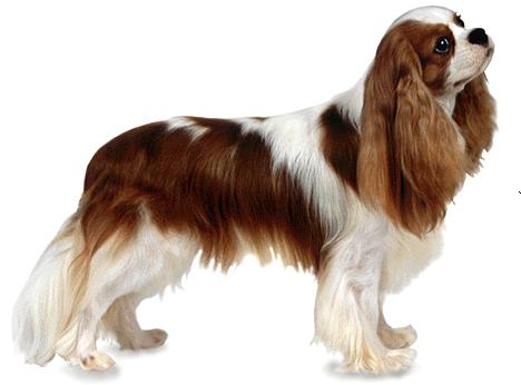 king-charlz-spaniel-foto8