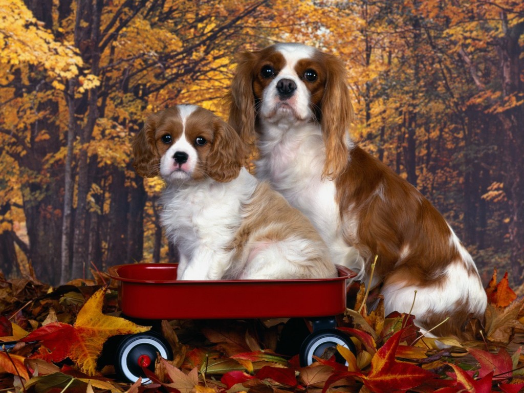 king-charlz-spaniel-foto9