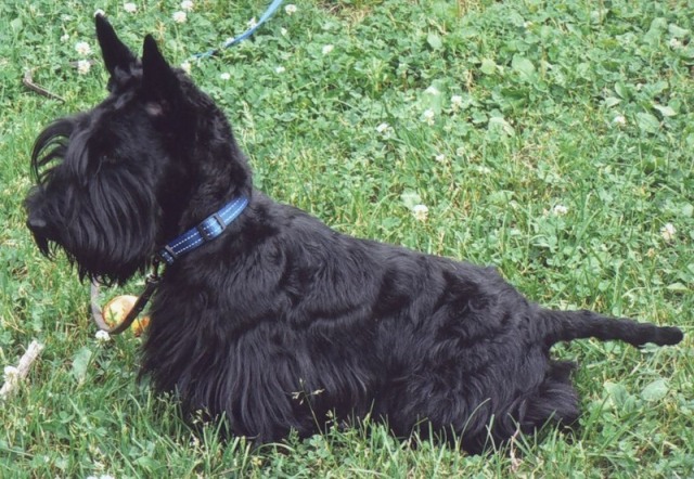 Scottish Terrier_11