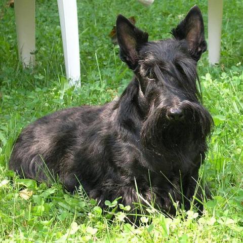 Scottish Terrier_15