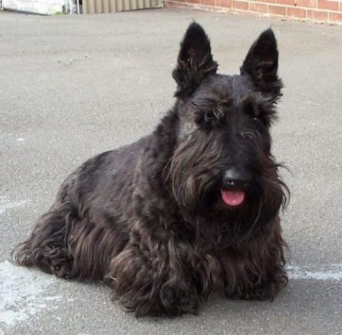 Scottish Terrier_16