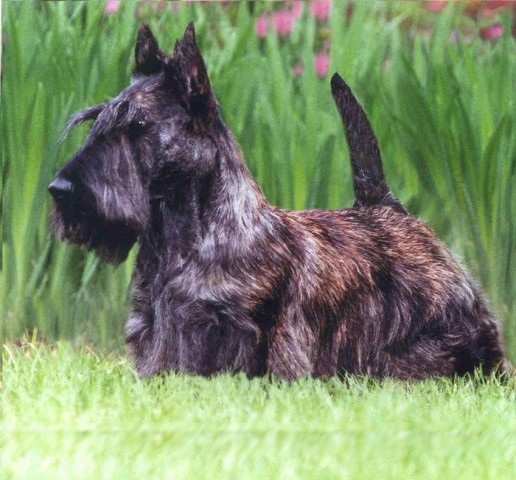 Scottish Terrier_1