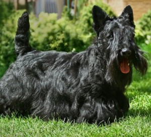 Scottish Terrier_5