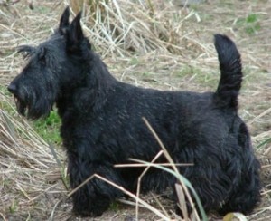 Scottish Terrier_7