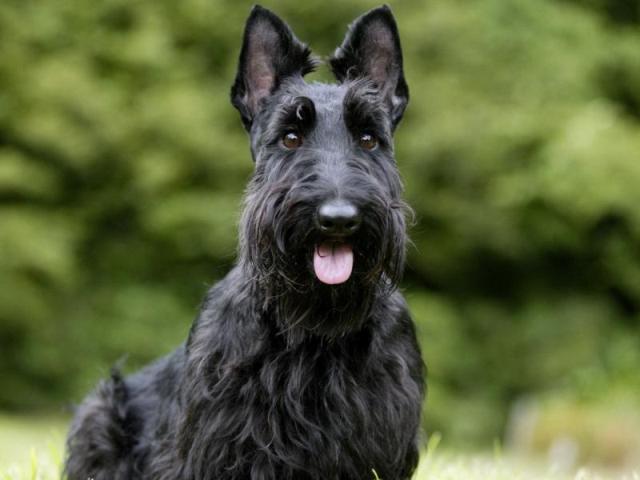 Scottish Terrier_8