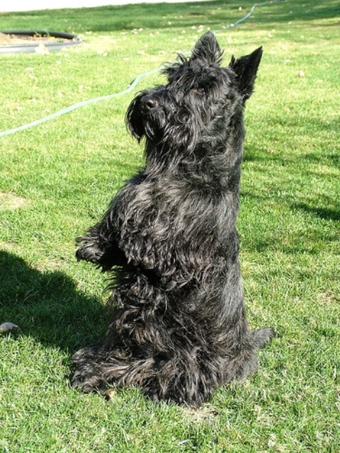 Scottish Terrier_9