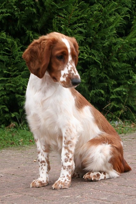 velsh-springer-spaniel11