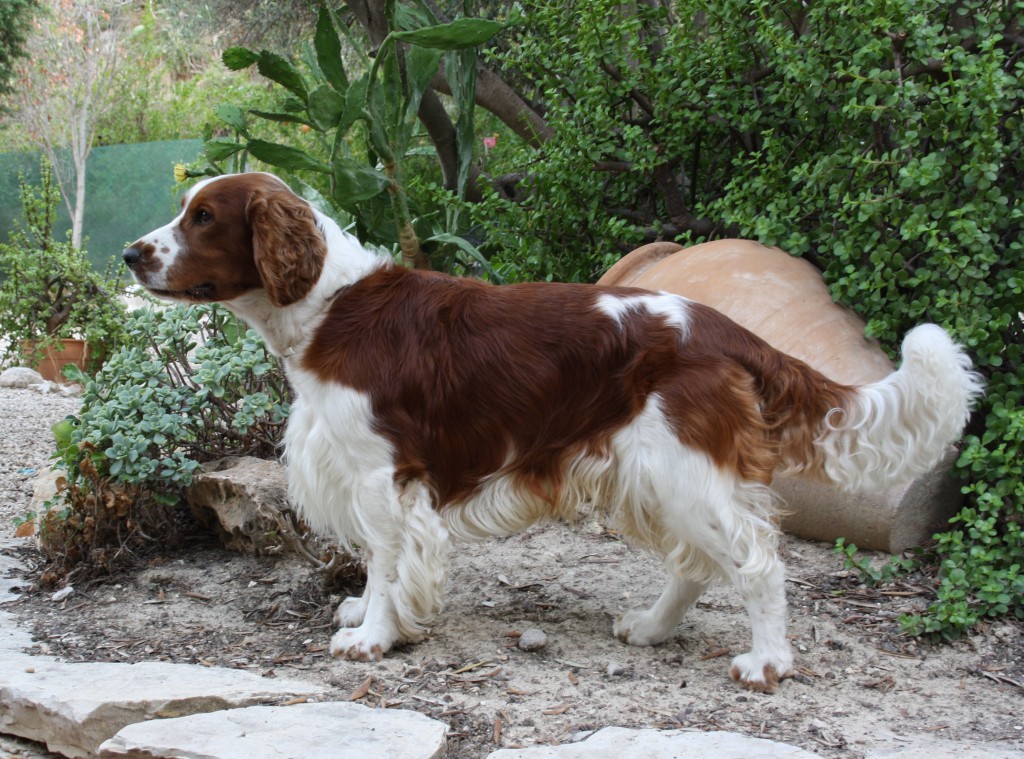 velsh-springer-spaniel12