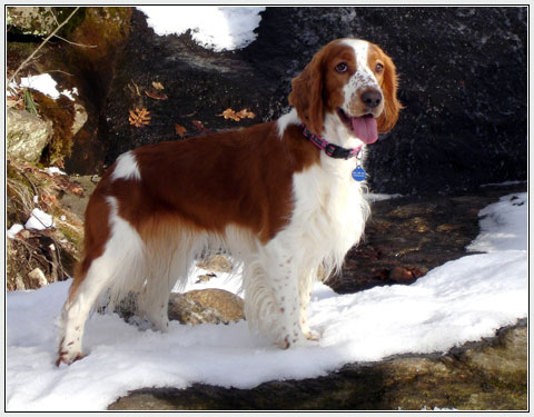 velsh-springer-spaniel15