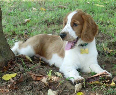 velsh-springer-spaniel16