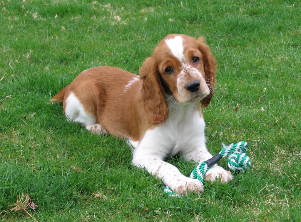 velsh-springer-spaniel3