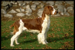 velsh-springer-spaniel7