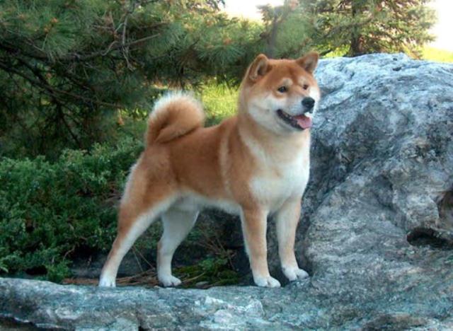 Shiba_Inu_10