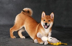 Shiba_Inu_16