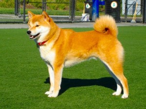 Shiba_Inu_3