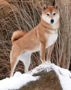 Shiba_Inu_4