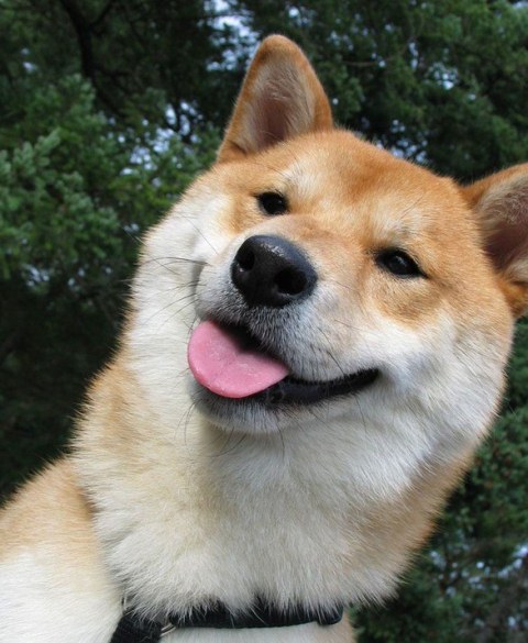 Shiba_Inu_5