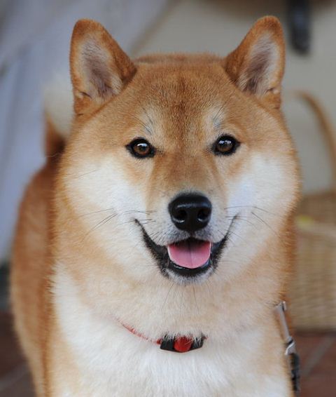 Shiba_Inu_7