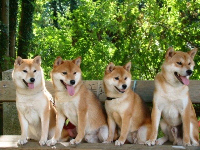 Shiba_Inu_8