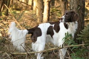 Дрентская куропаточная собака в лесу