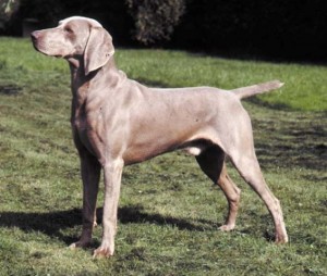 weimaraner_1