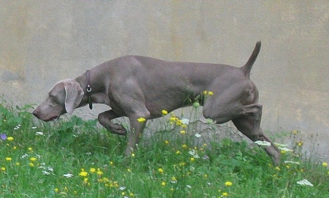 weimaraner_13