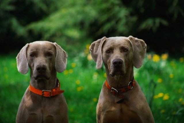 weimaraner_14