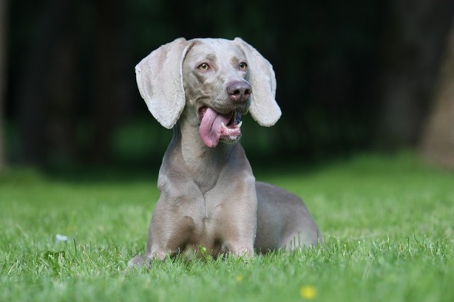 weimaraner_15