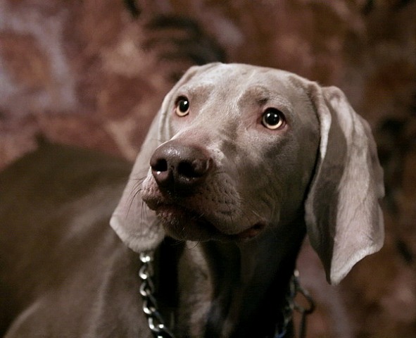 weimaraner_16