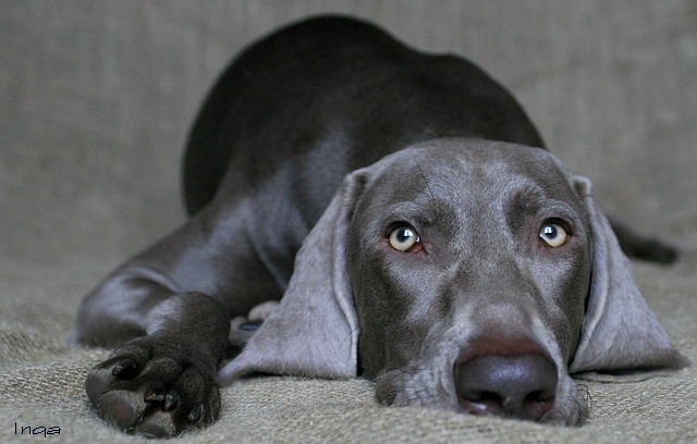 weimaraner_17