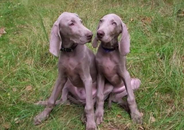 weimaraner_19