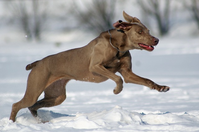 weimaraner_20