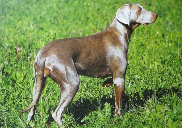 weimaraner_4