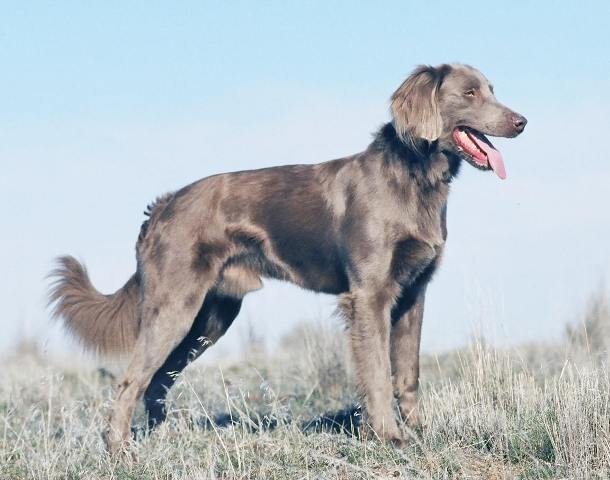 weimaraner_5