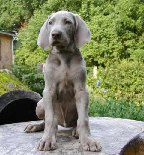 weimaraner_7