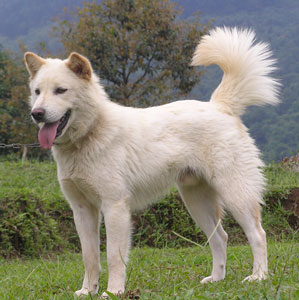 Горная собака Бали