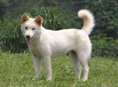 Горная собака Бали