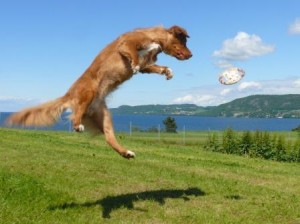 nova-scotia-duck-tolling-retriever-01